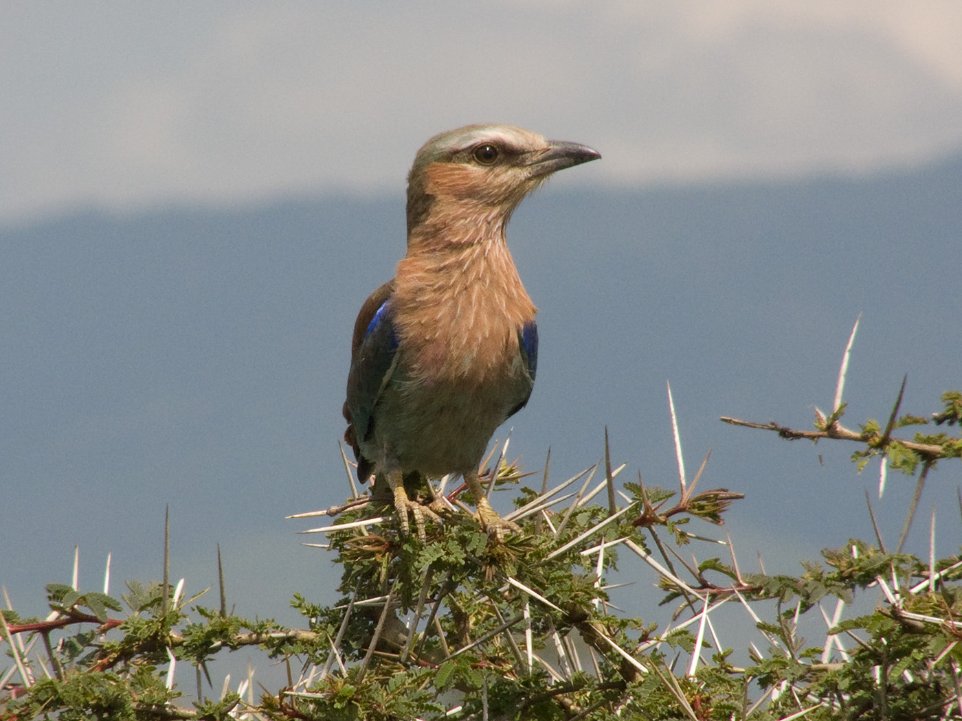 Lilac Breasted Roller, Lake Nakuru National Park