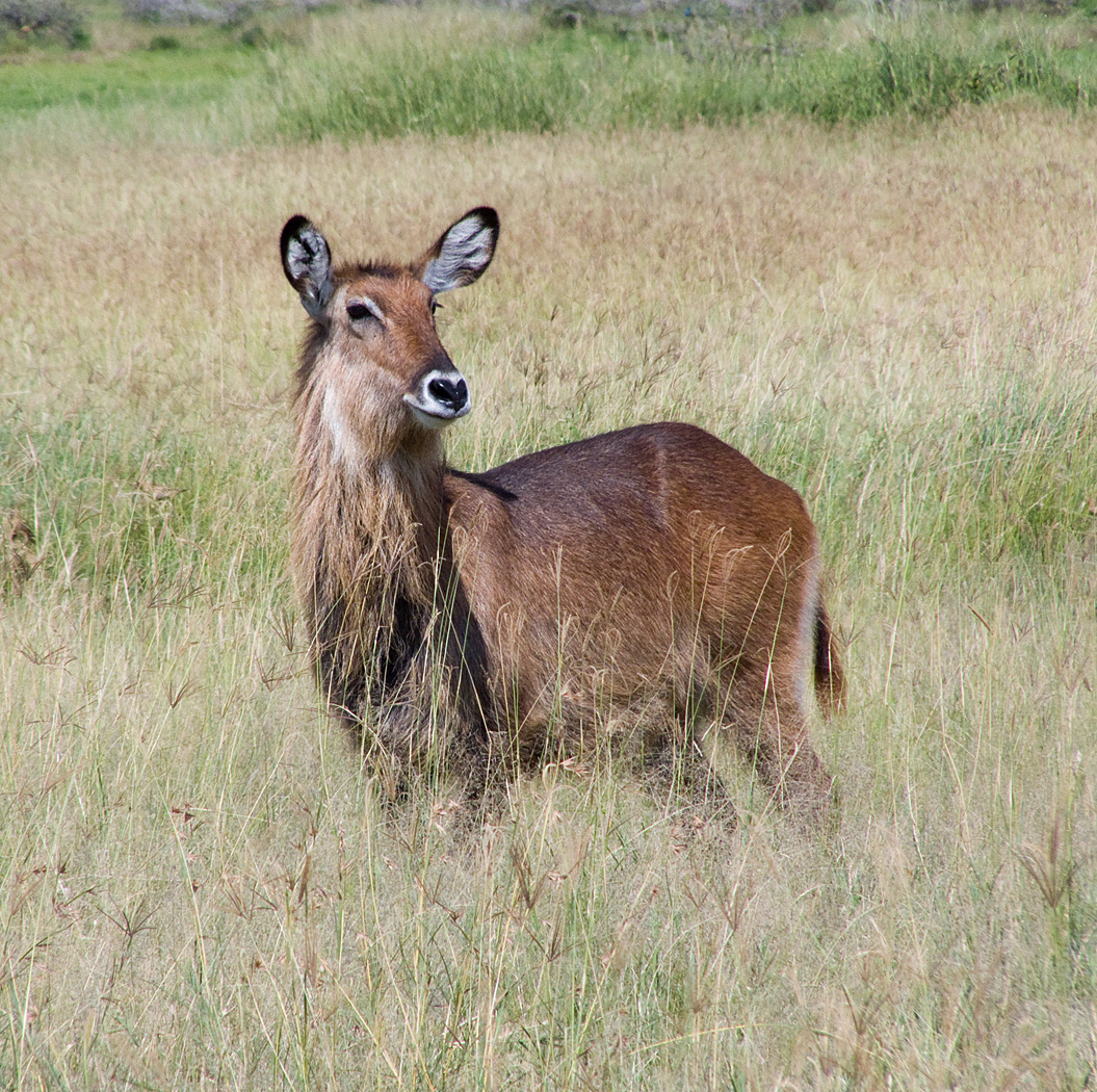 Watrerbuck, Lake Nakuru National Park