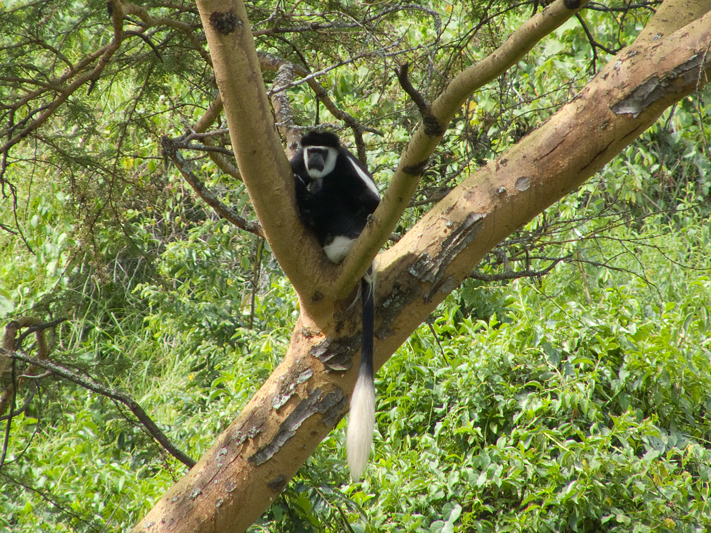 Black and White Colobus Monkey, Lake Nakuru National Park
