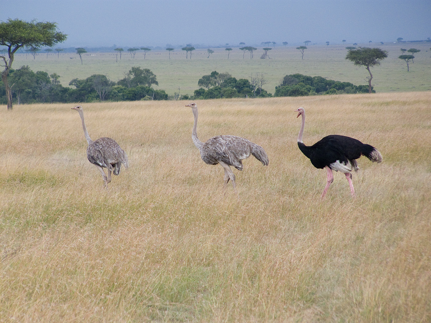 Ostriches, Mara North Conservancy