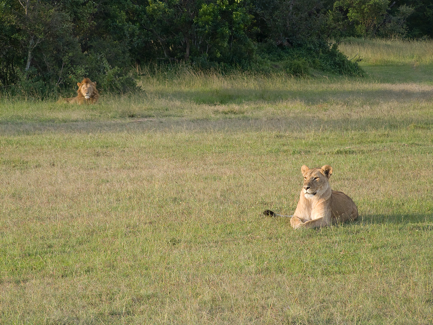 Lions, Mara North Conservancy