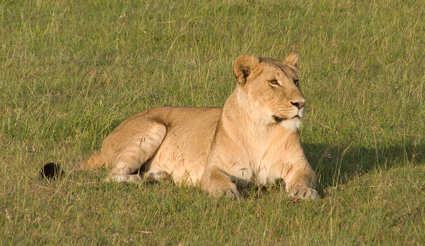 Lion, Mara North Conservancy