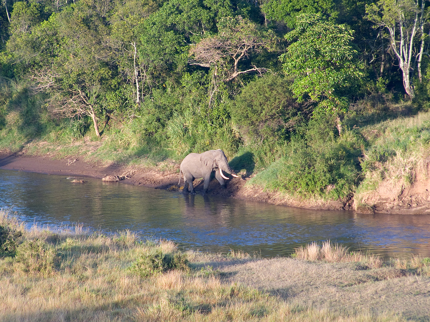 Elephant in Mara River from Hot Air Balloon, Masai Mara