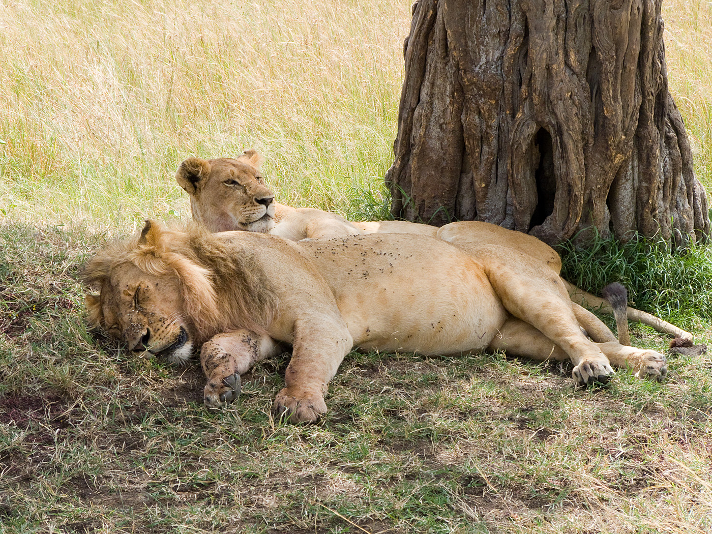 Lions, Masai Mara