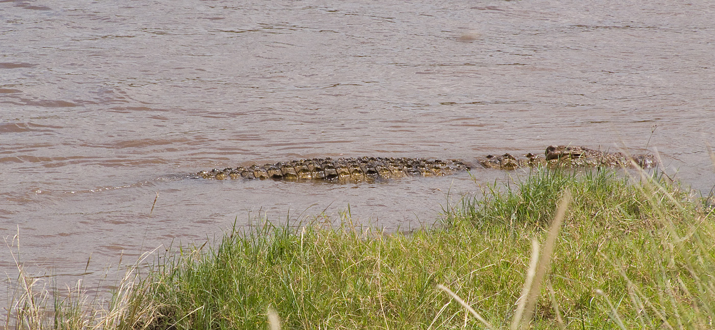 Crocodile in Mara River, Masai Mara