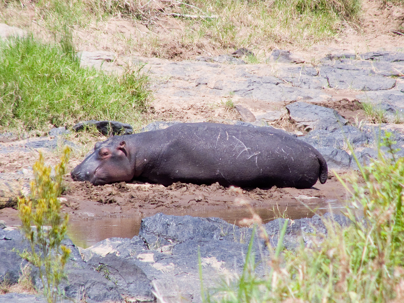 Hippo, Masai Mara