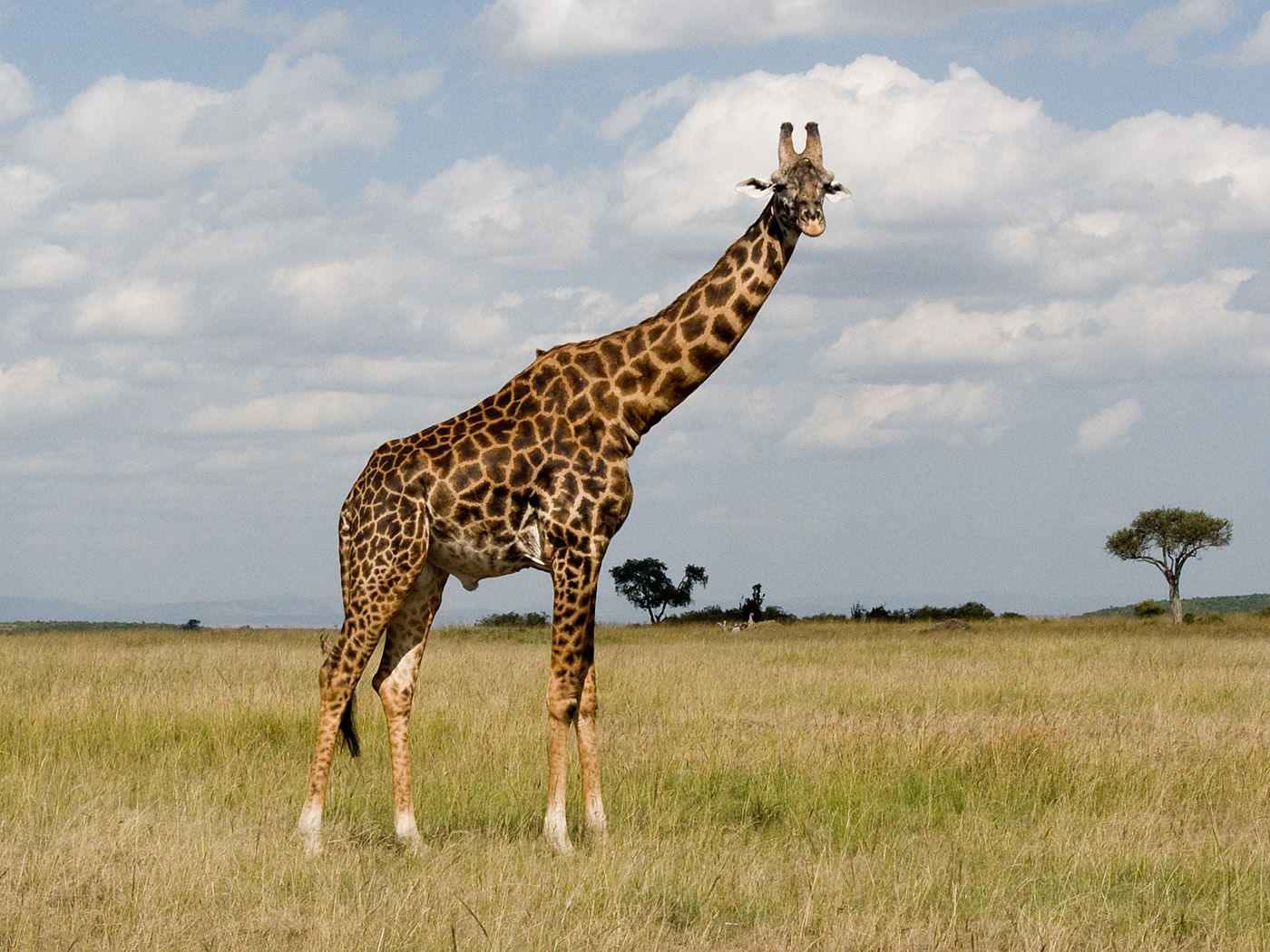Giraffe, Masai Mara