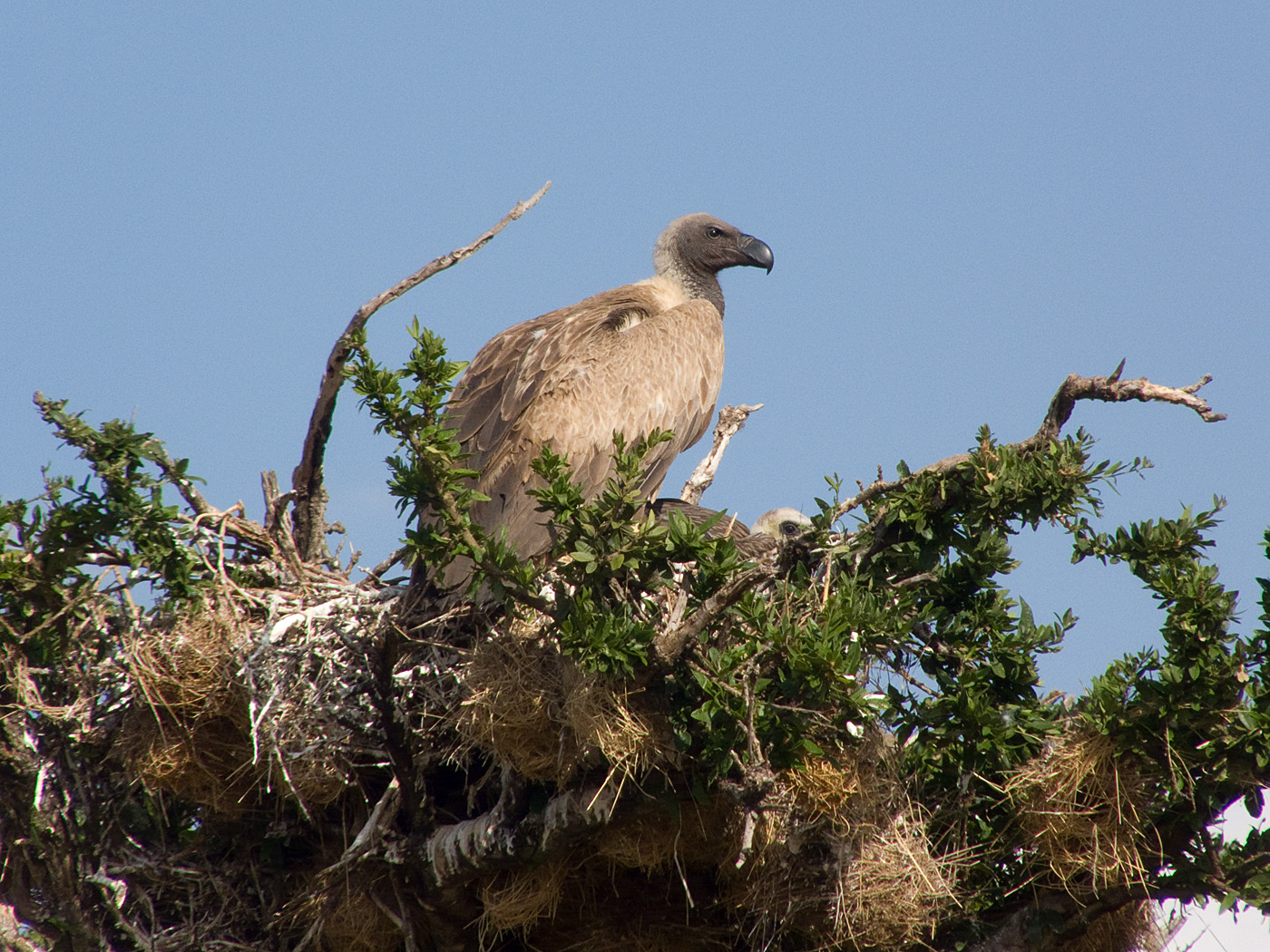 Vulture and young, Masai Mara