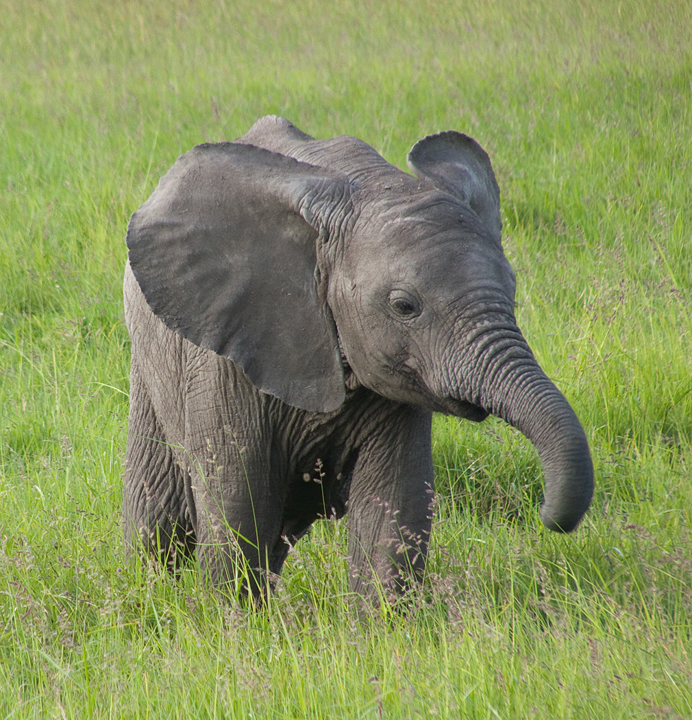 Young Elephant, Masai Mara