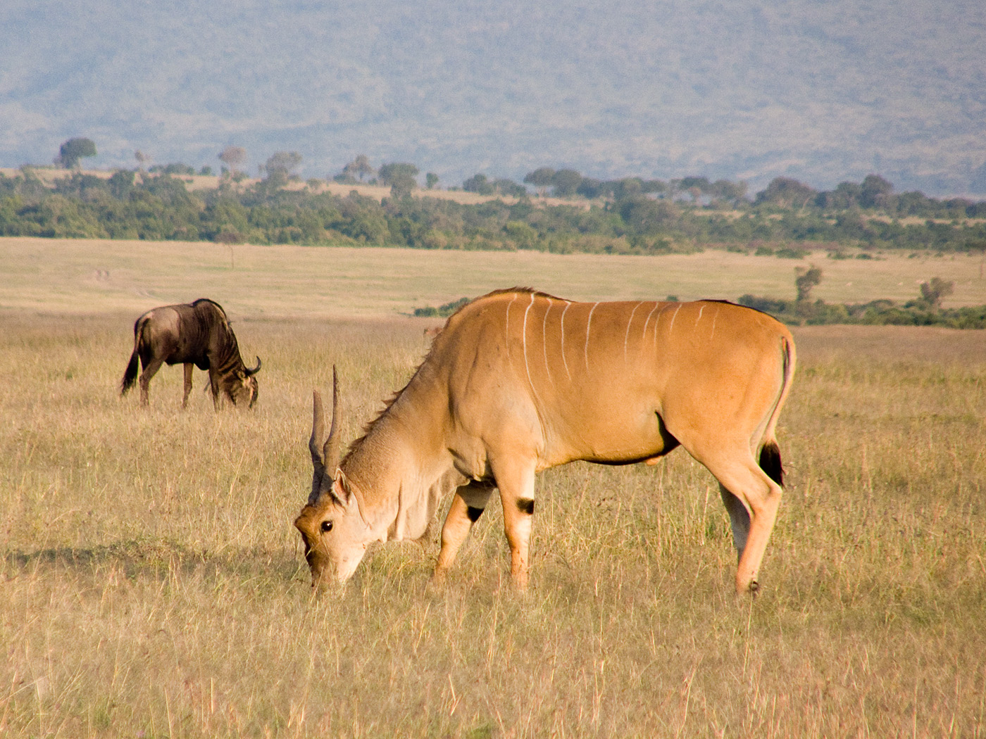 Eland, Mara North Conservancy