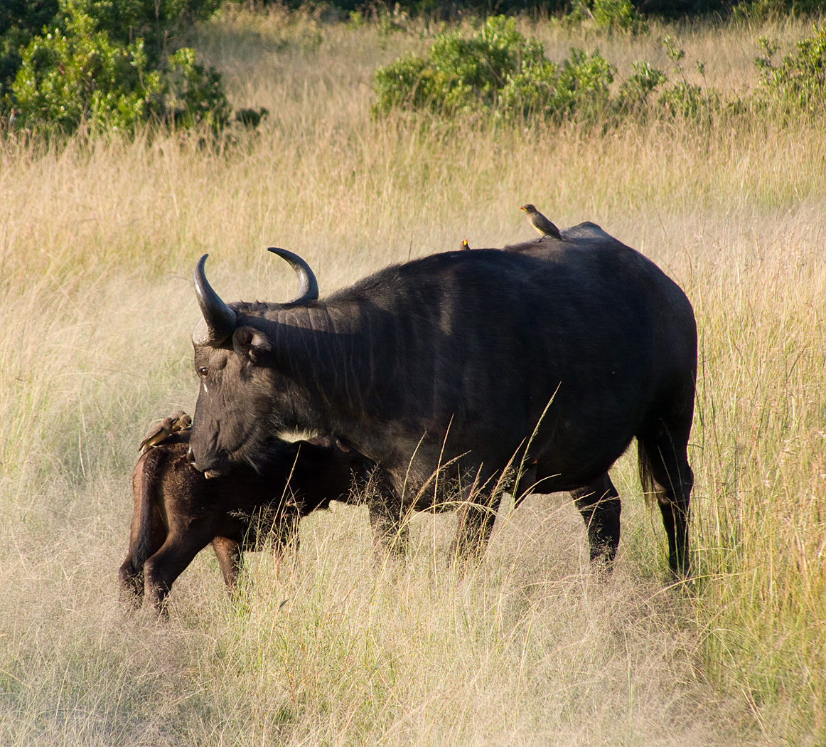 Wildebeest and young with oxpeckers, Mara North Conservancy