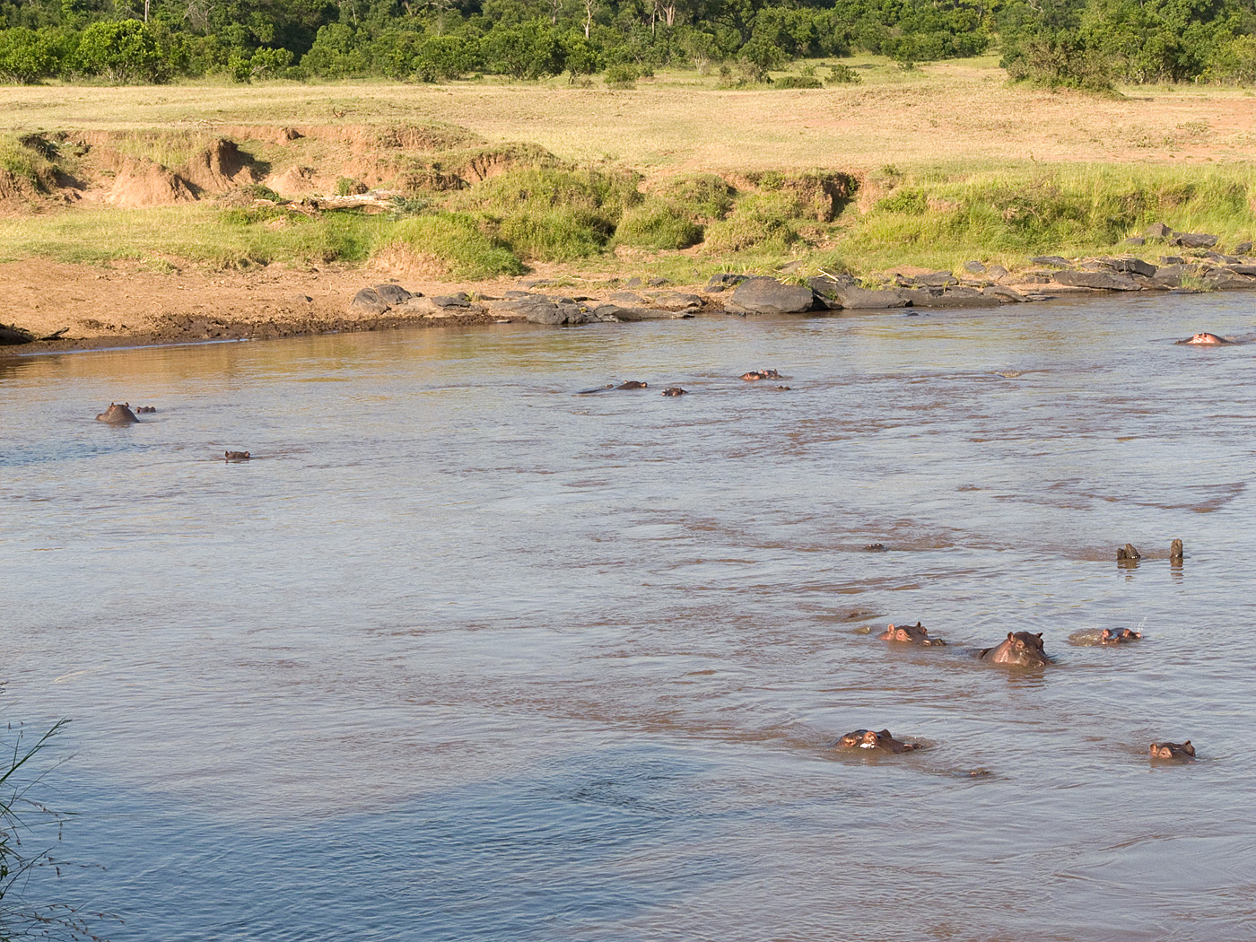 Hippos in Mara River, Mara North Conservancy