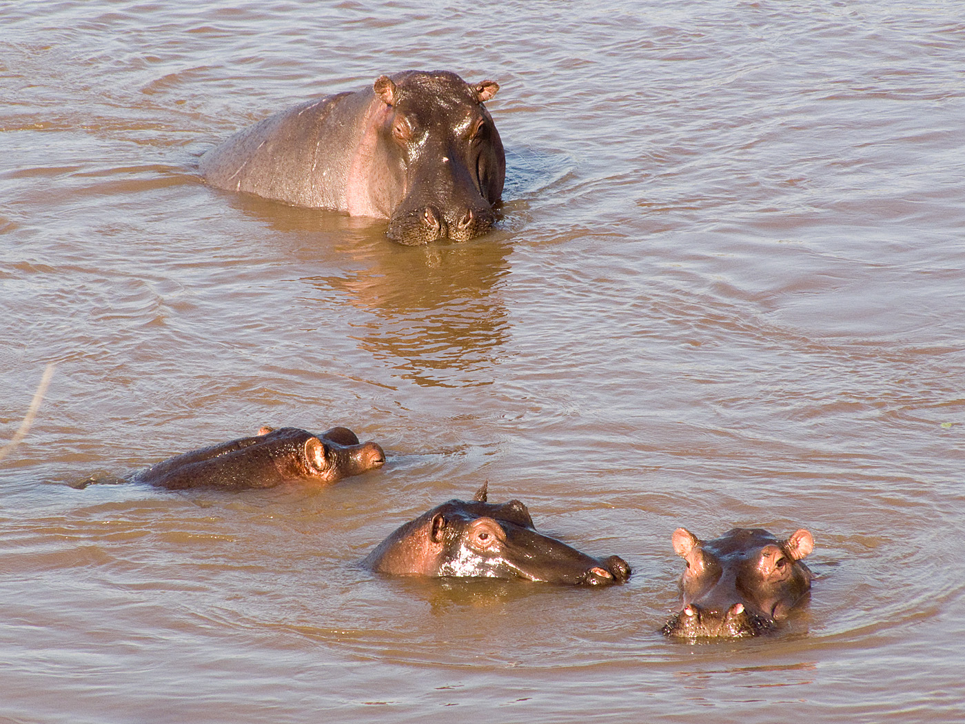 Hippos in Mara River, Mara North Conservancy