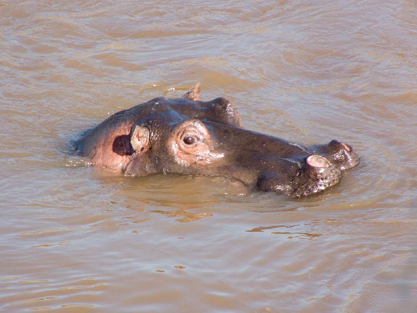 Hippo, Mara North Conservancy