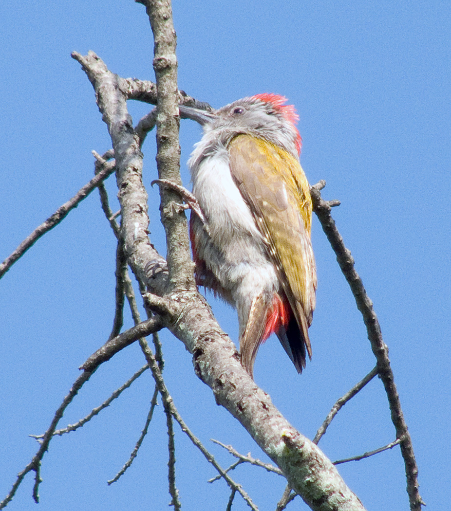 Grey Woodpecker, Mara North Conservancy
