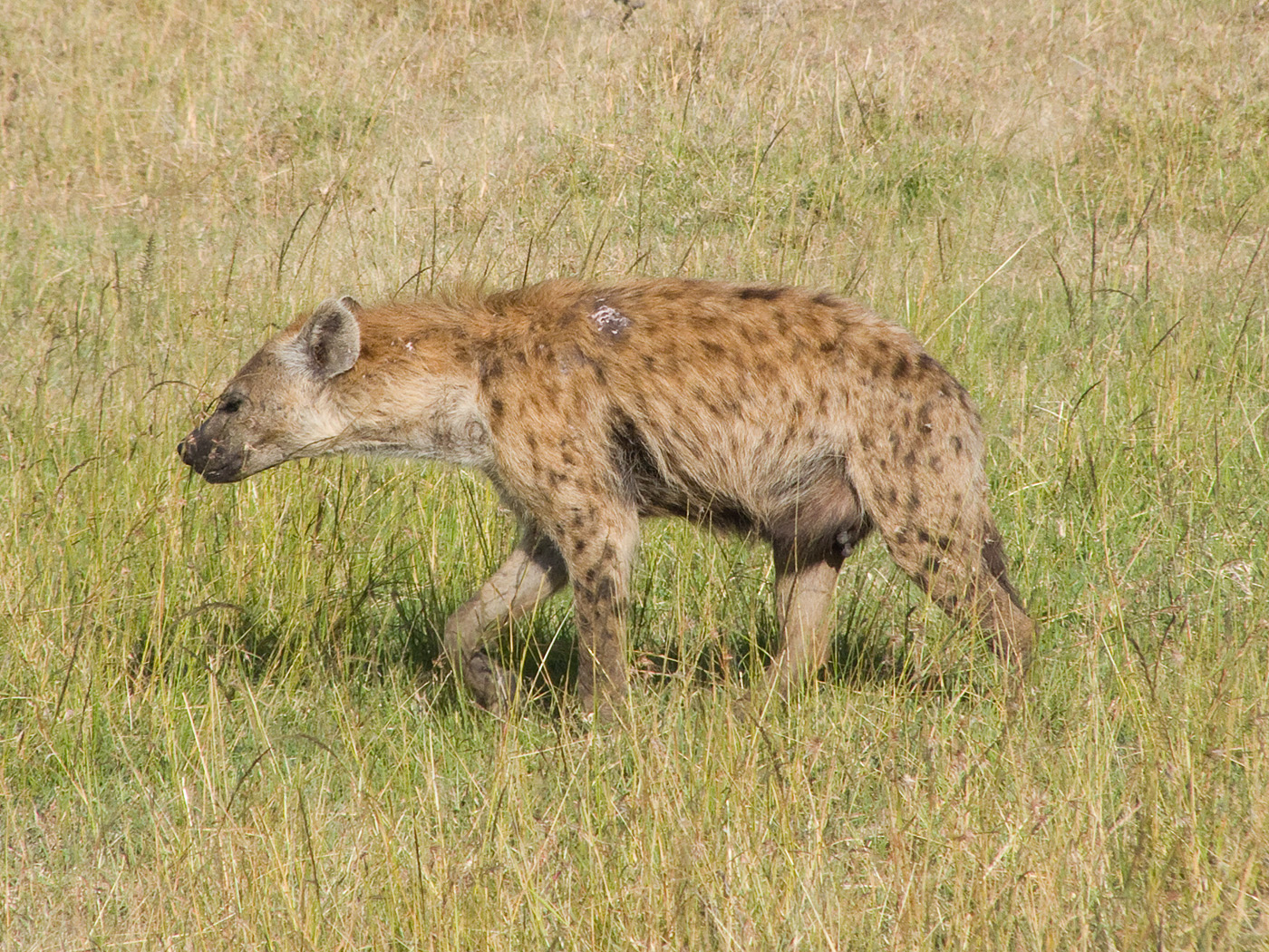 Hyena, Mara North Conservancy