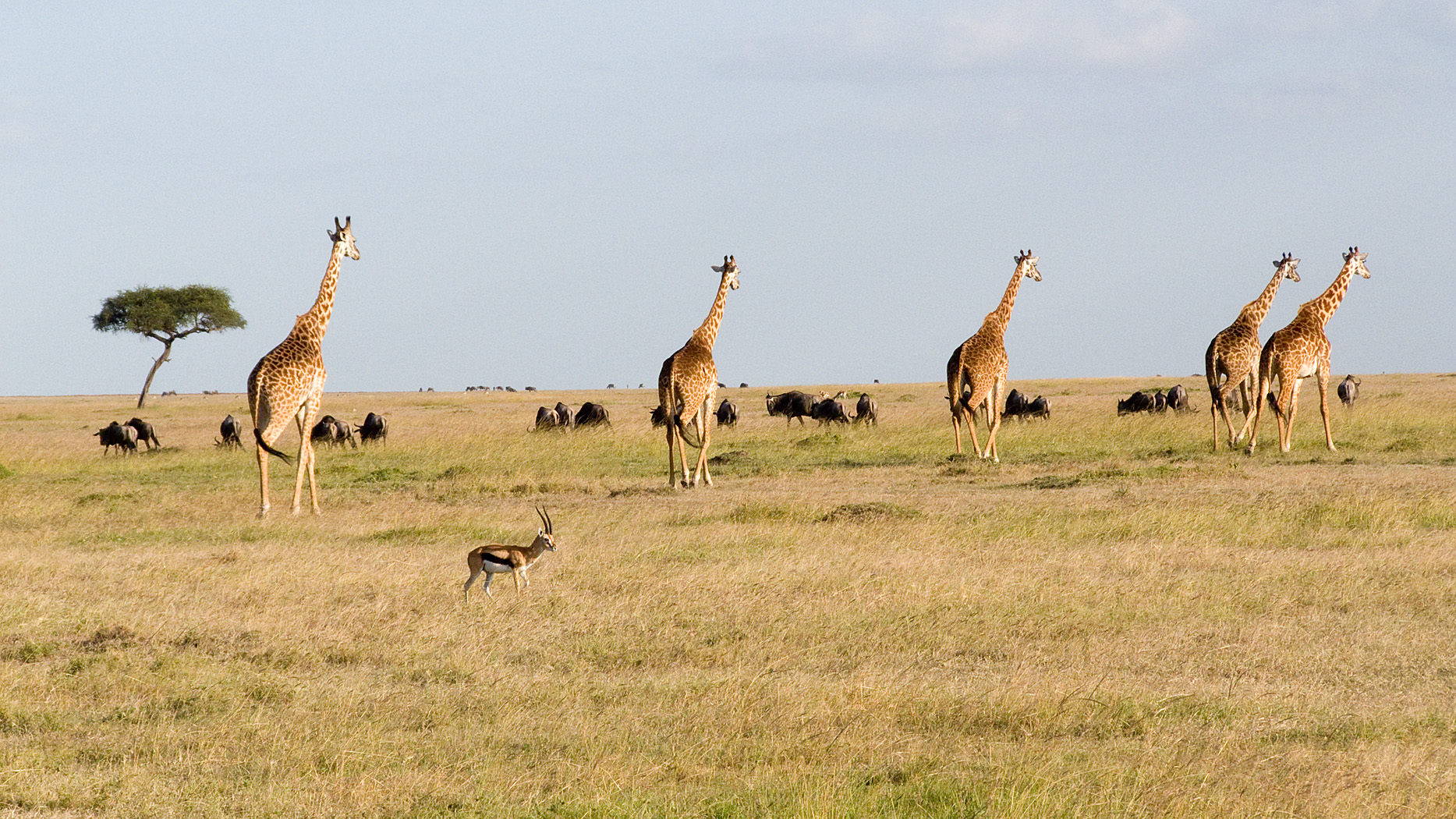 Giraffes, Mara North Conservancy