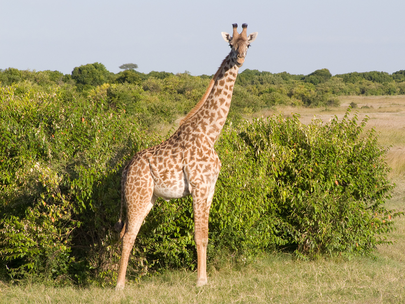 Giraffe, Mara North Conservancy