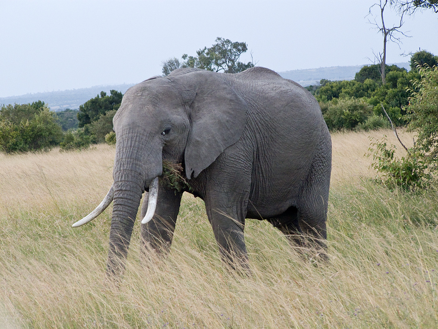 Elephant, Mara North Conservancy