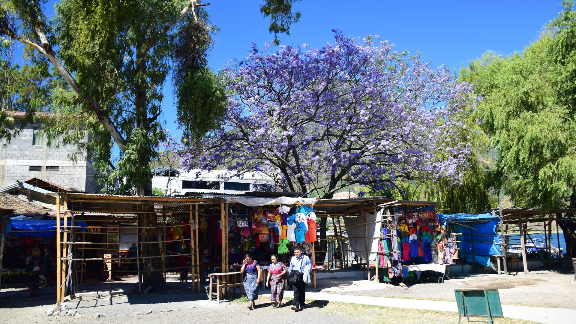 Souvenir Stalls and Jacaranda Tree, Santiago Atitlan, Guatemala