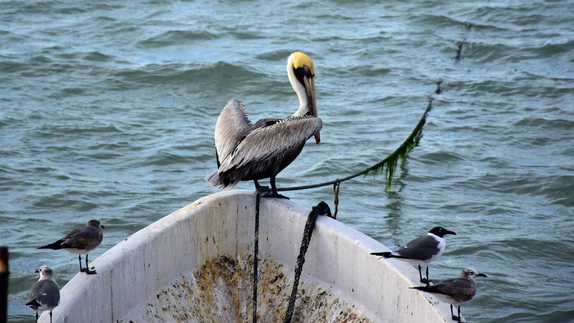 Pelican, Champoton, Mexico
