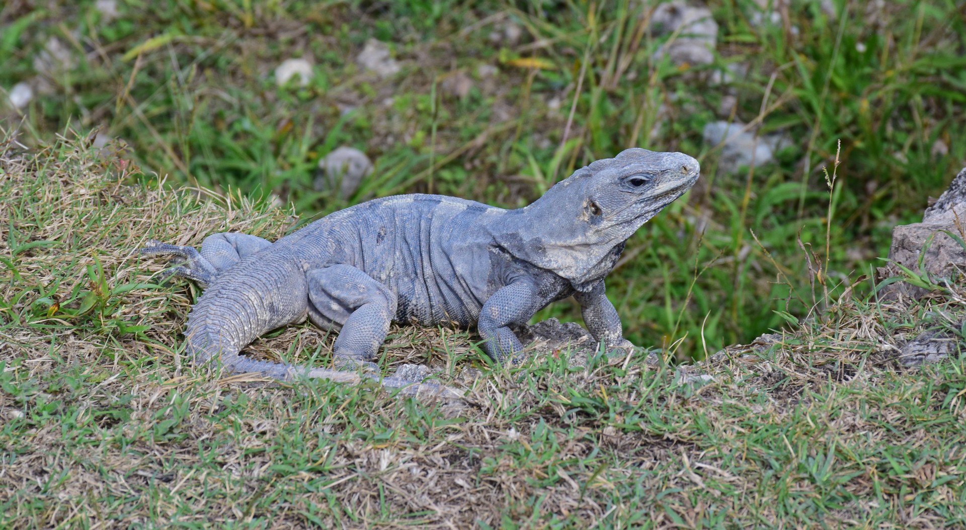 Iguana, Chichen Itza, Mexico