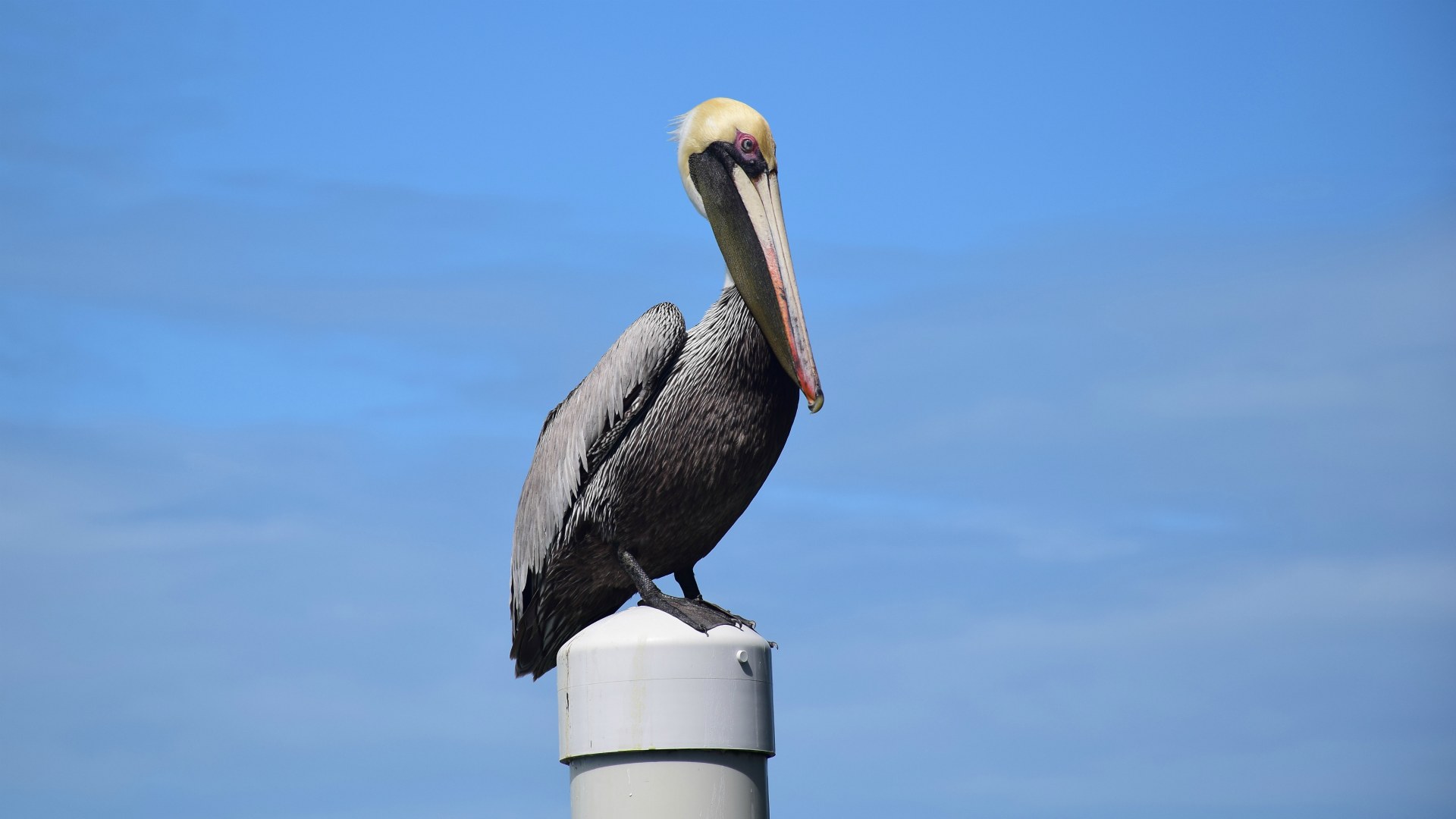Pelican, Caye Caulker, Belize