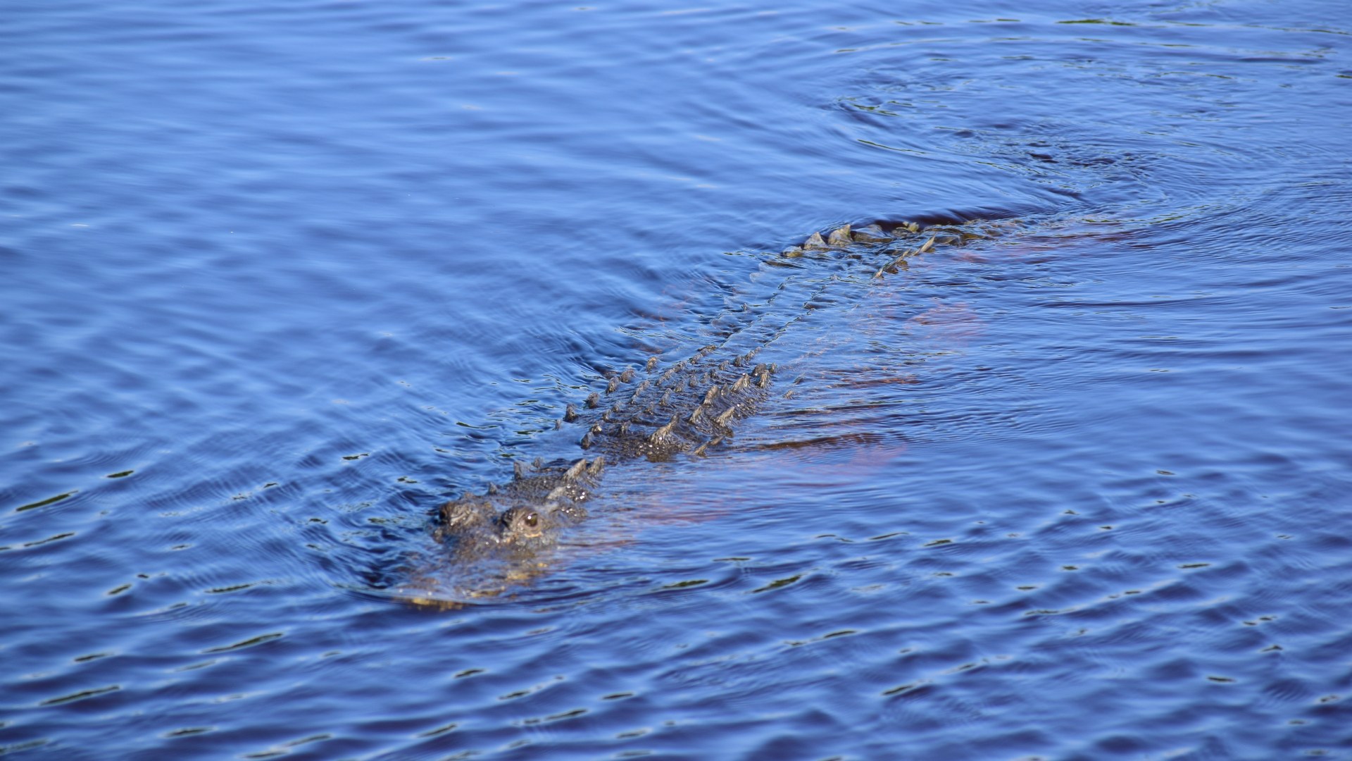 Crocodile, Caye Caulker, Belize