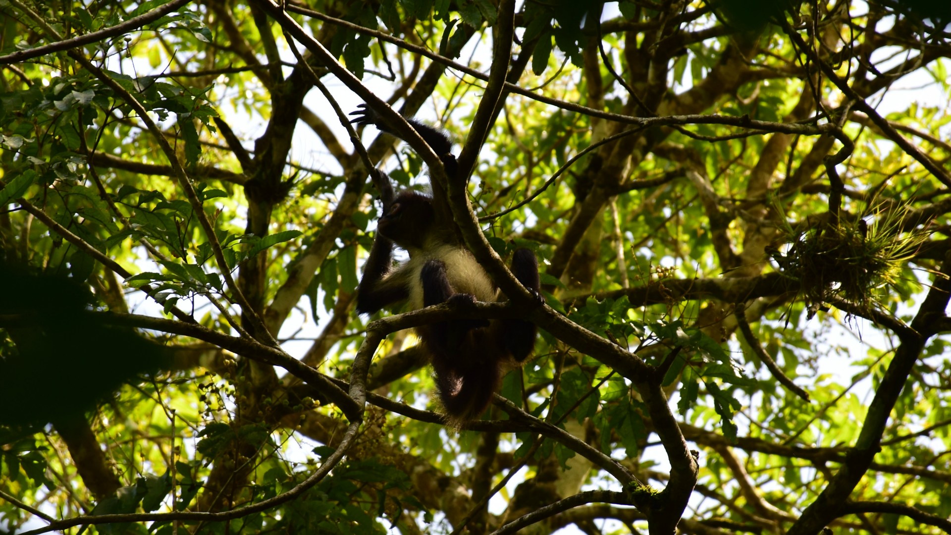 Spider Monkey, Tikal, Guatemala