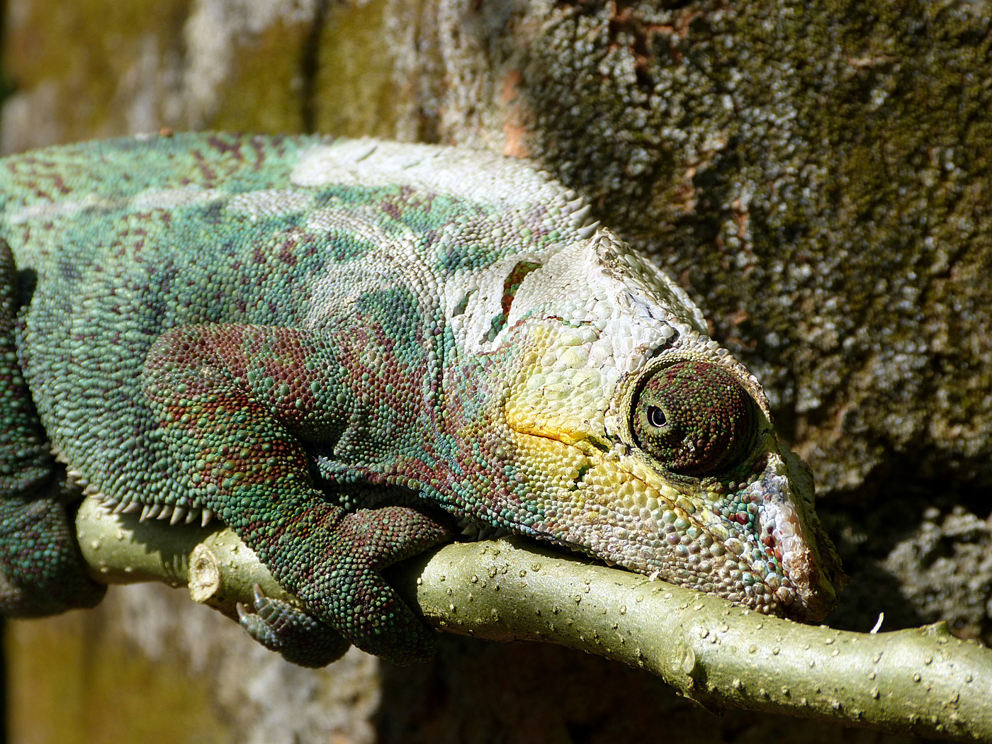 Chameleon, Ambodiamontana