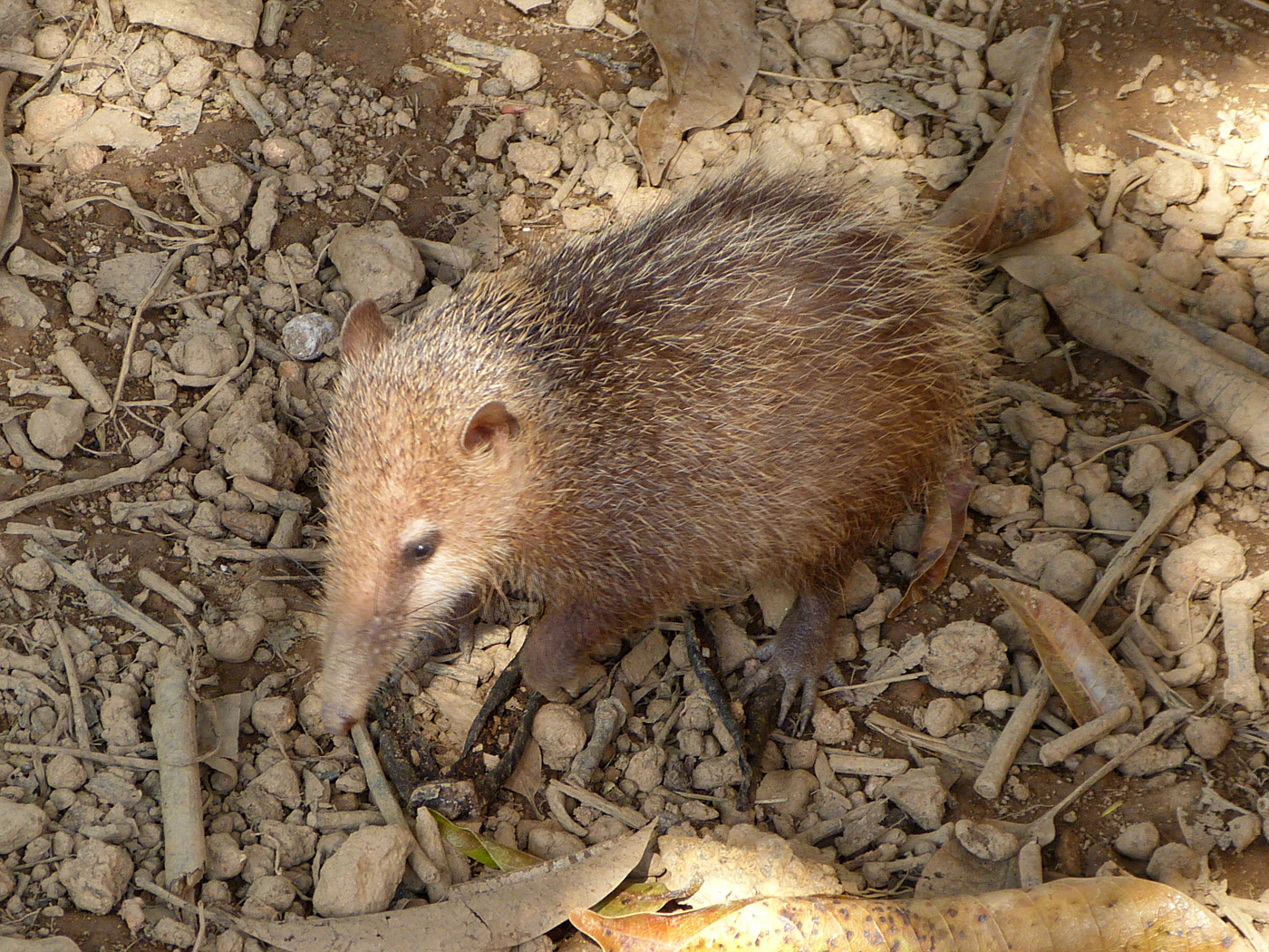Madagascan Hedgehog, Ambodiamontana