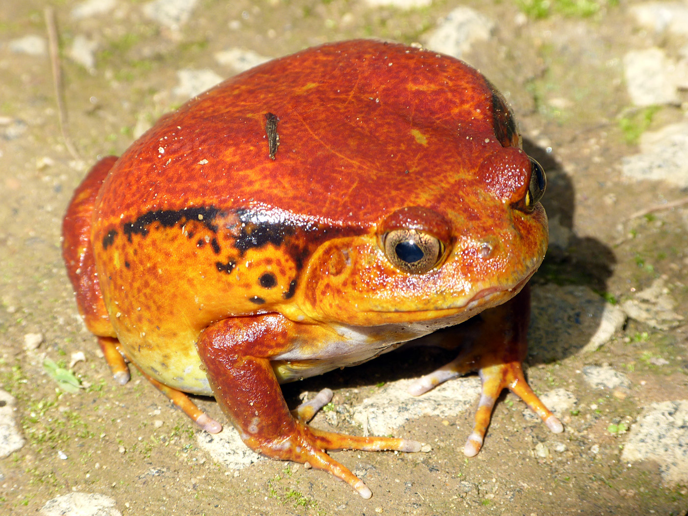 Tomato Frog, Ambodiamontana