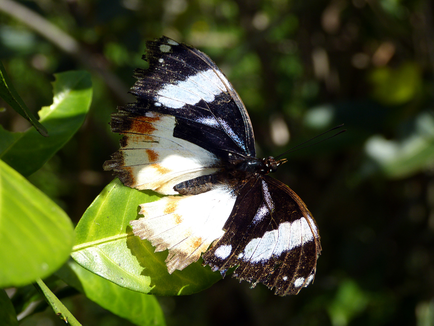 Butterfly, Ambodiamontana