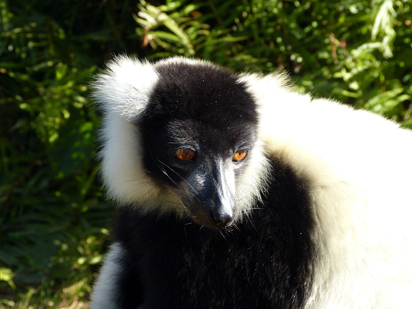Black and White Ruffed Lemur, Andasibe