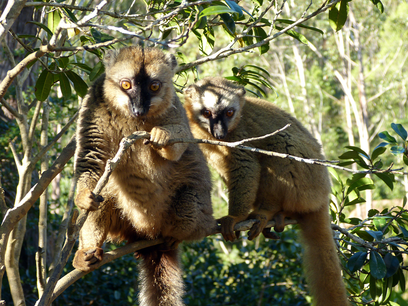 Red-Fronted Brown Lemur, Andasibe