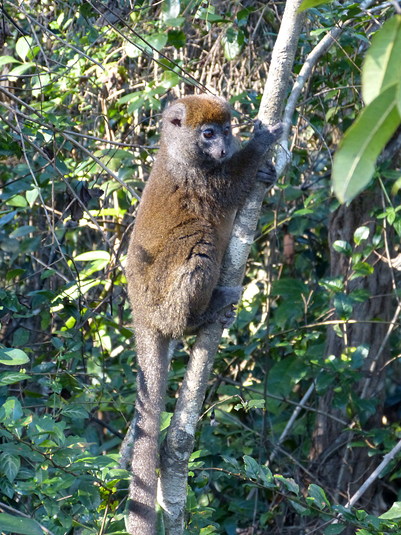 Bamboo Lemur, Andasibe