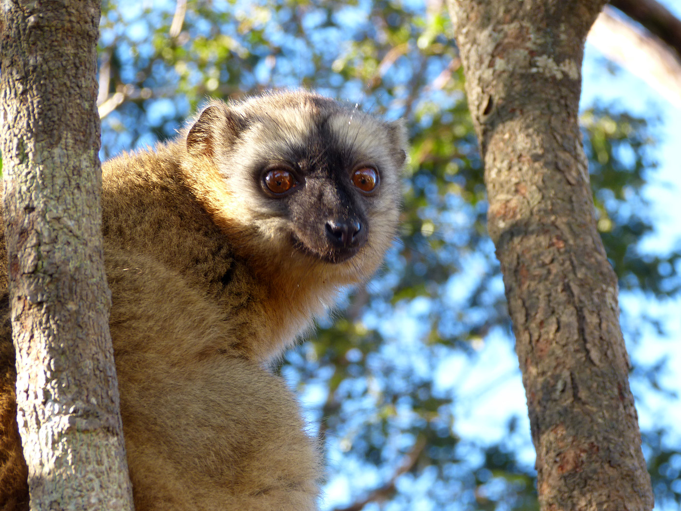 Red-Fronted Brown Lemur, Andasibe