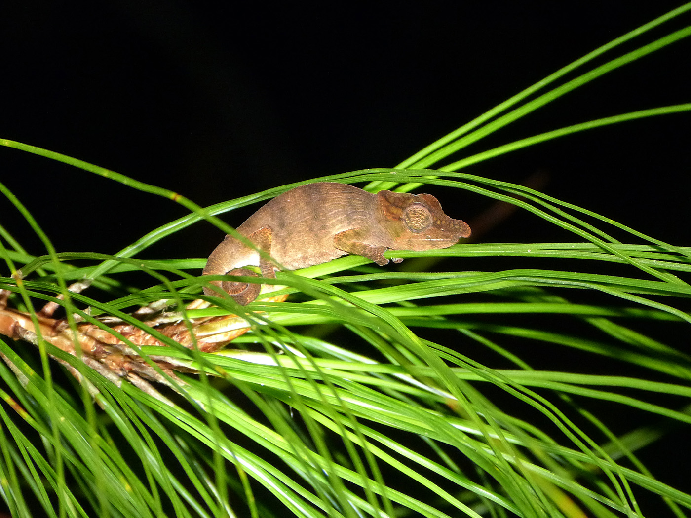 Nose-horned Chameleon, Andasibe