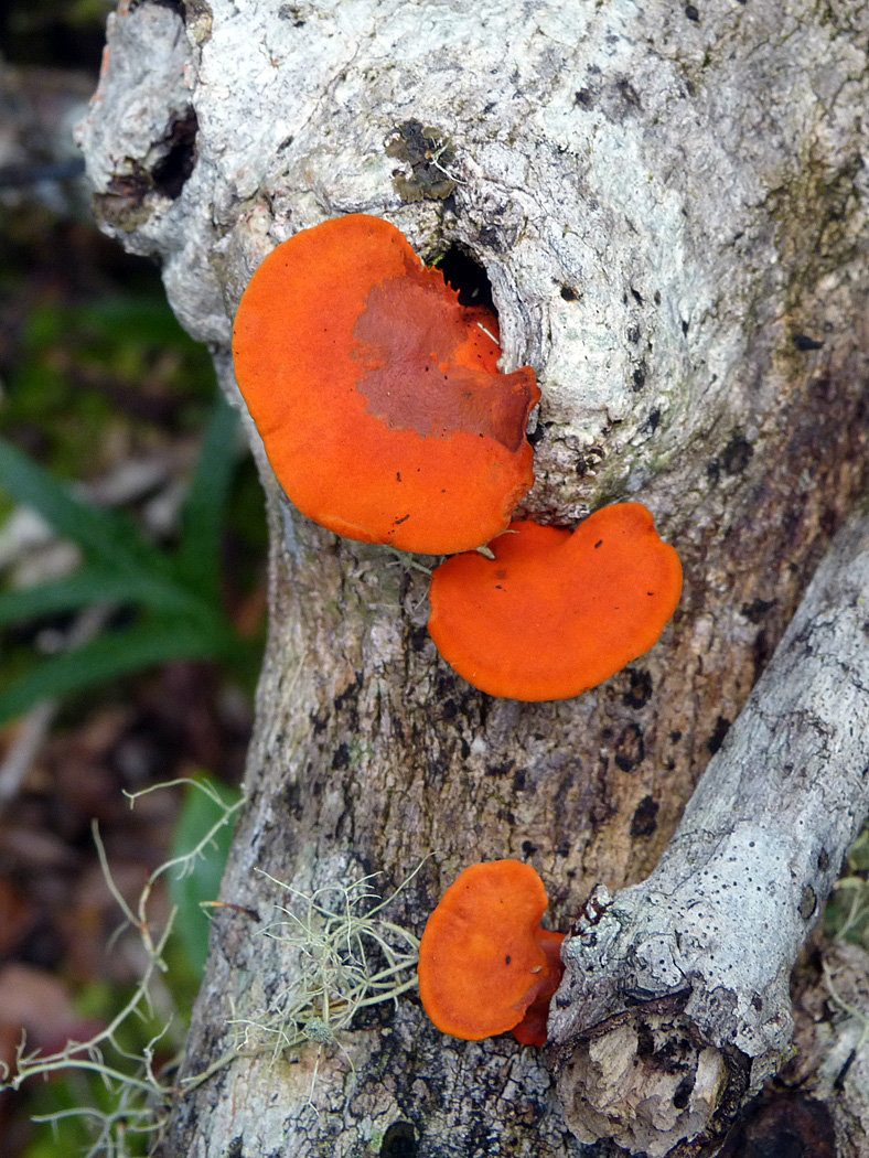 Fungi, Andasibe National Park