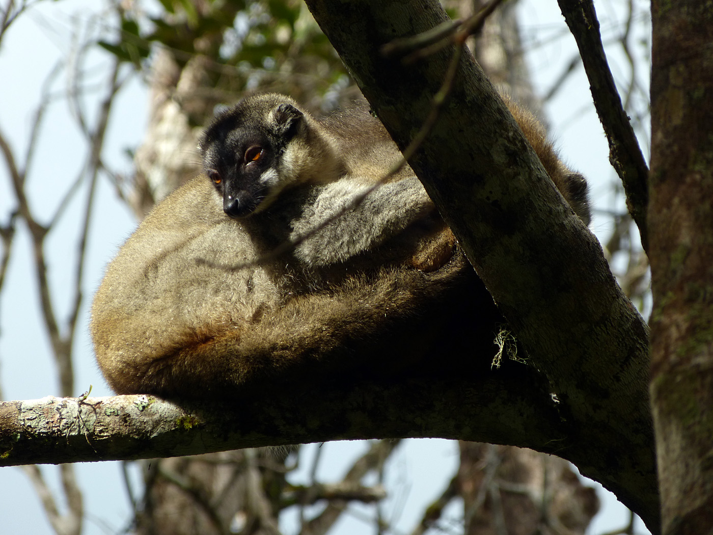 Common Brown Lemur, Andasibe National Park