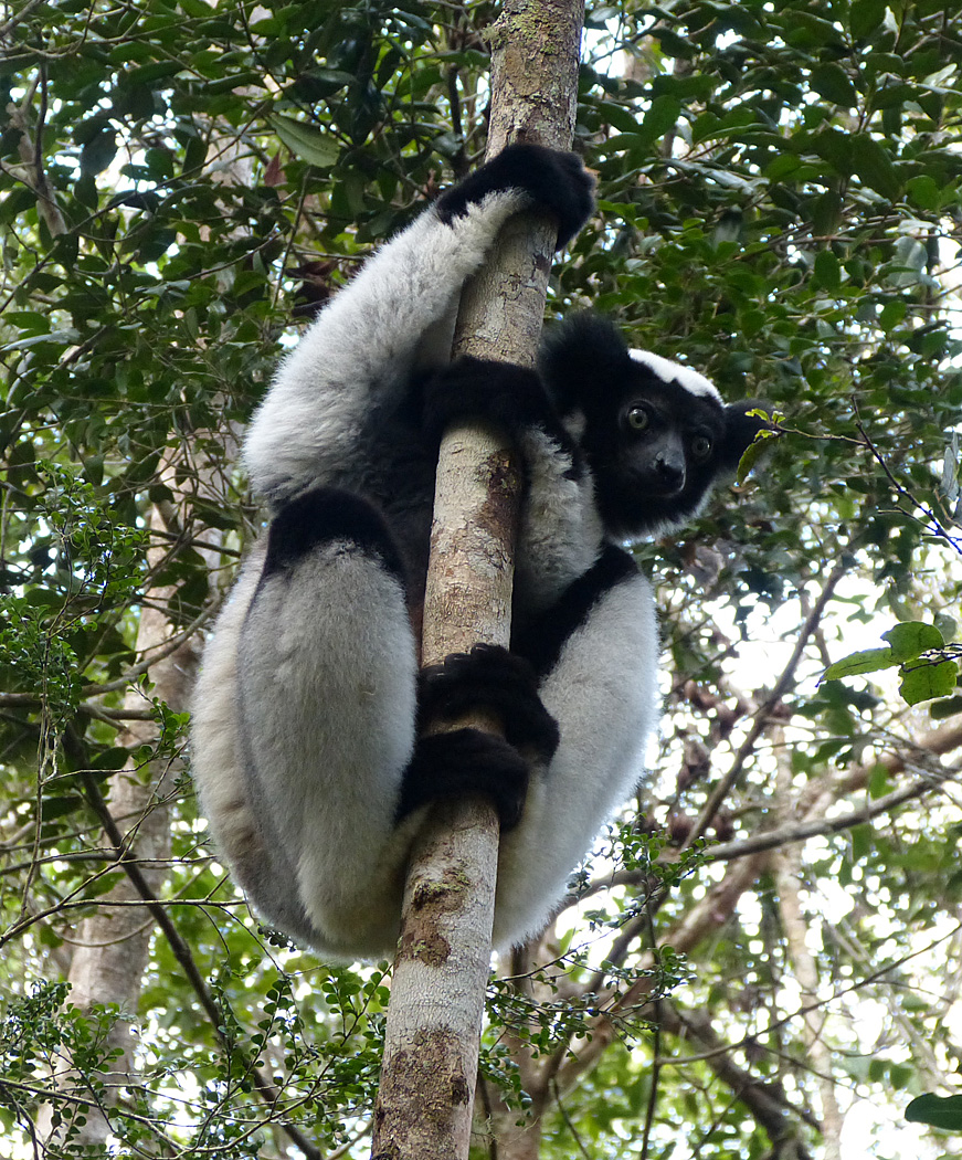 Indri, Andasibe National Park