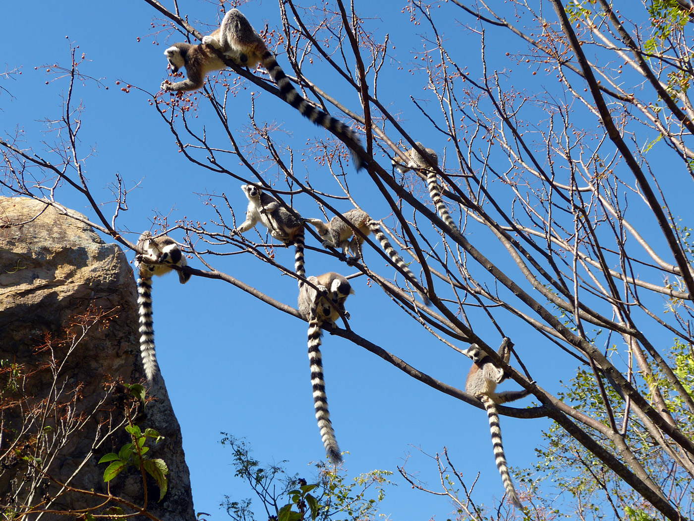 Ring-tailed Lemurs, Anjaha Park, Ambalavao