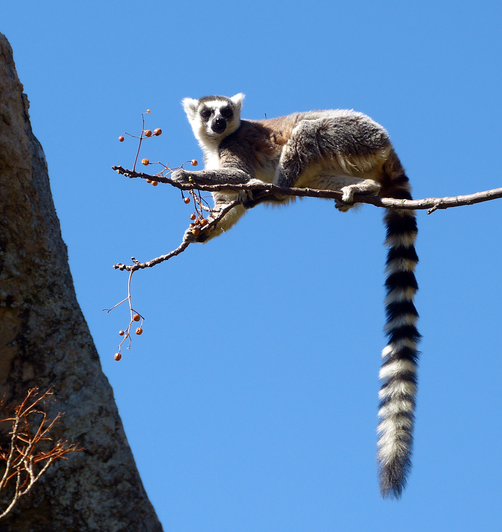 Ring-tailed Lemur, Anjaha Park, Ambalavao