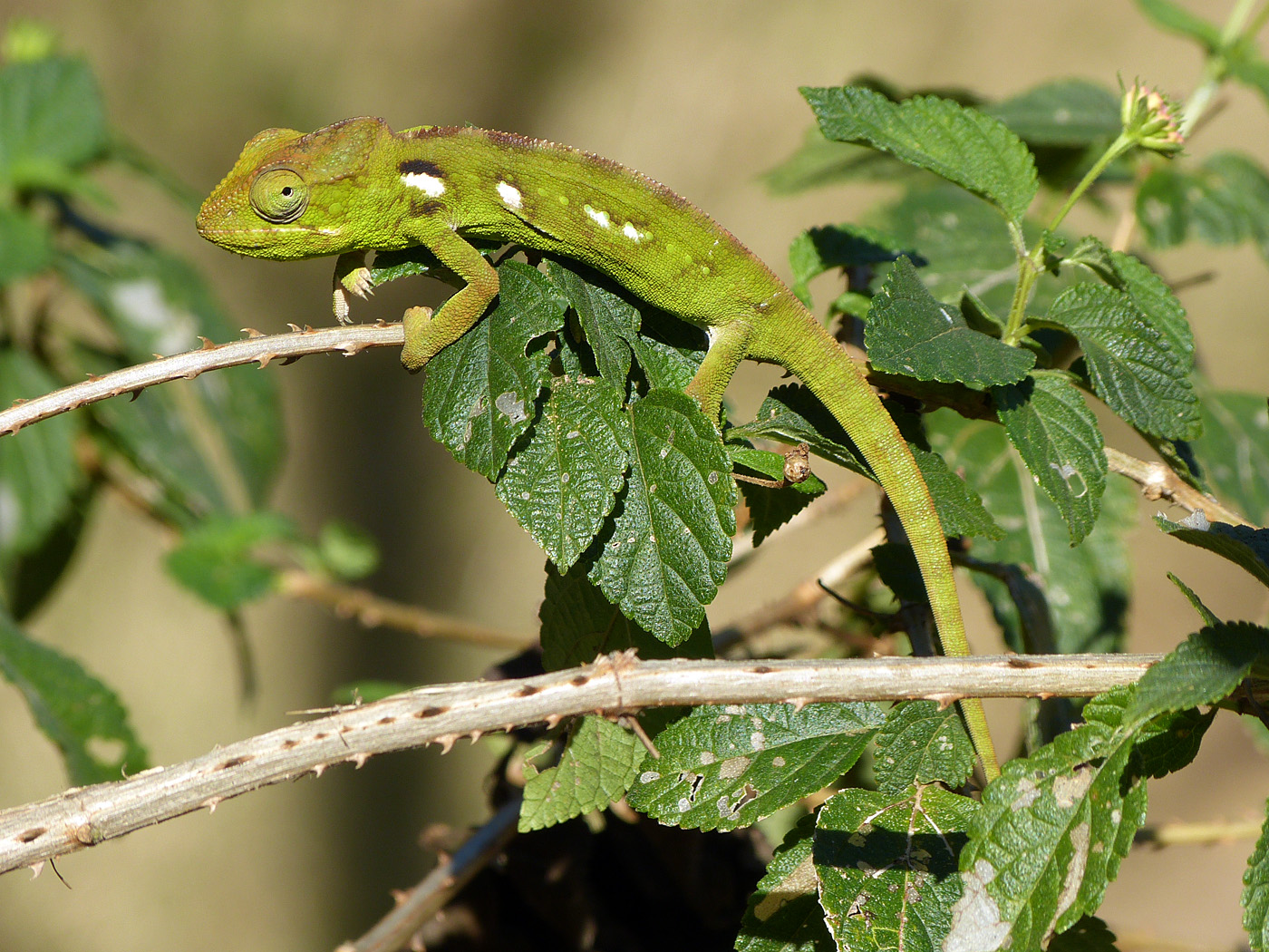 Chameleon, Anjaha Park, Ambalavao