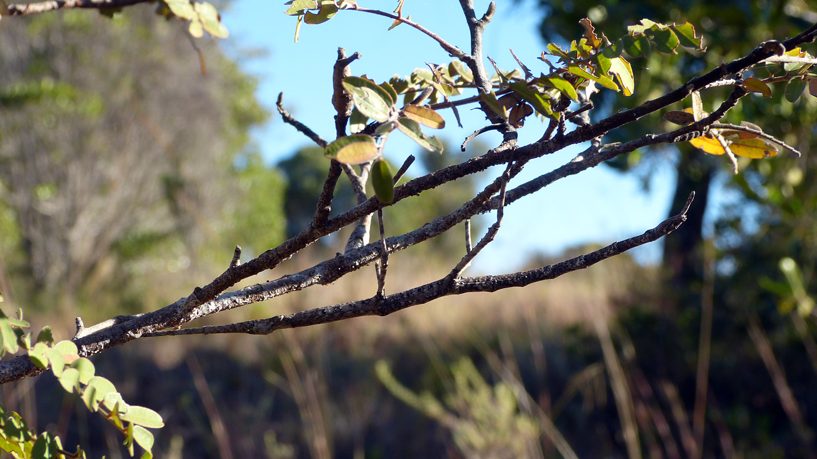 Stick Insect, Isalo National Park