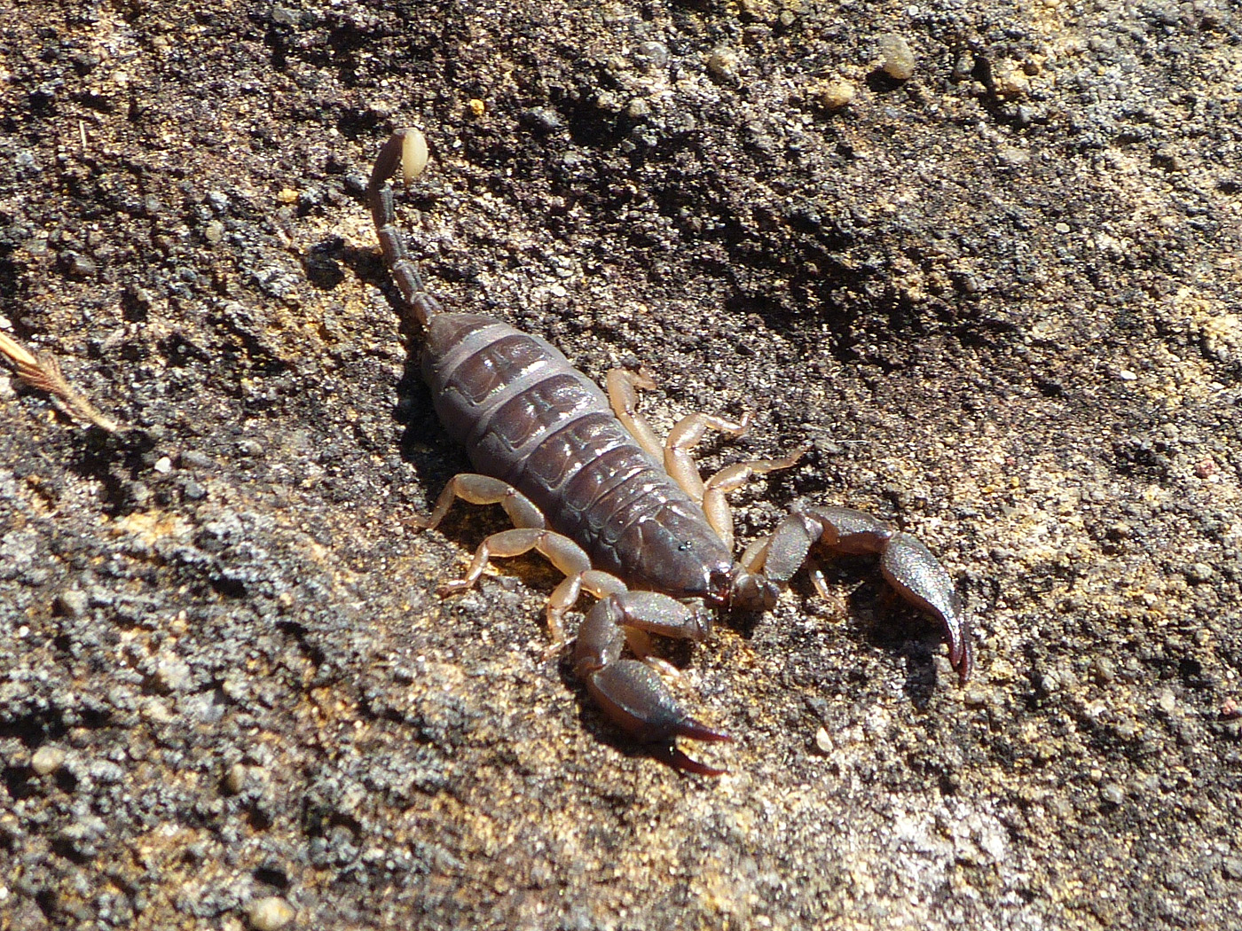 Scorpion, Isalo National Park