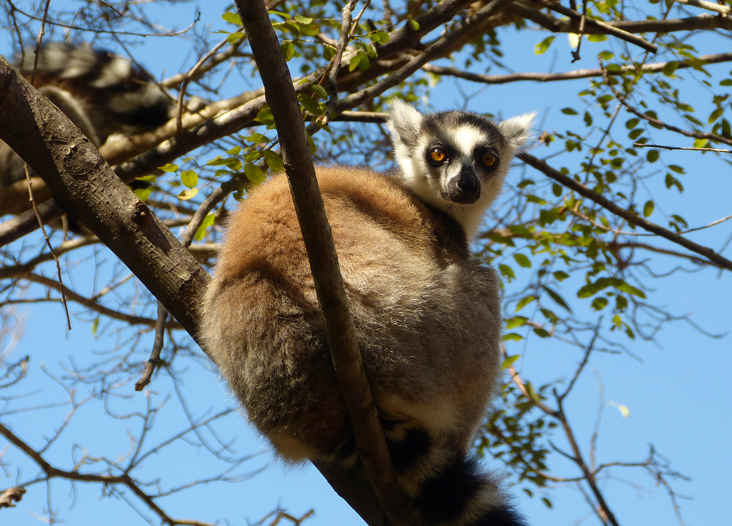 Ring-tailed Lemur, Isalo National Park