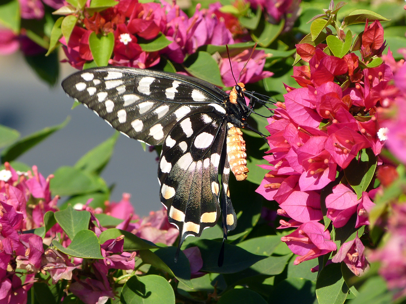 Butterfly, Sakahara