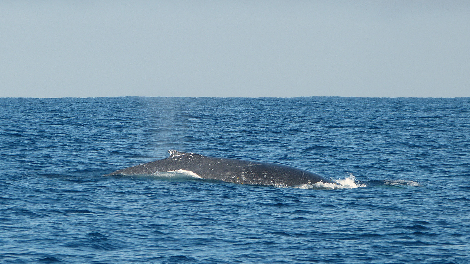 Humpback Whale, Ambolimailake