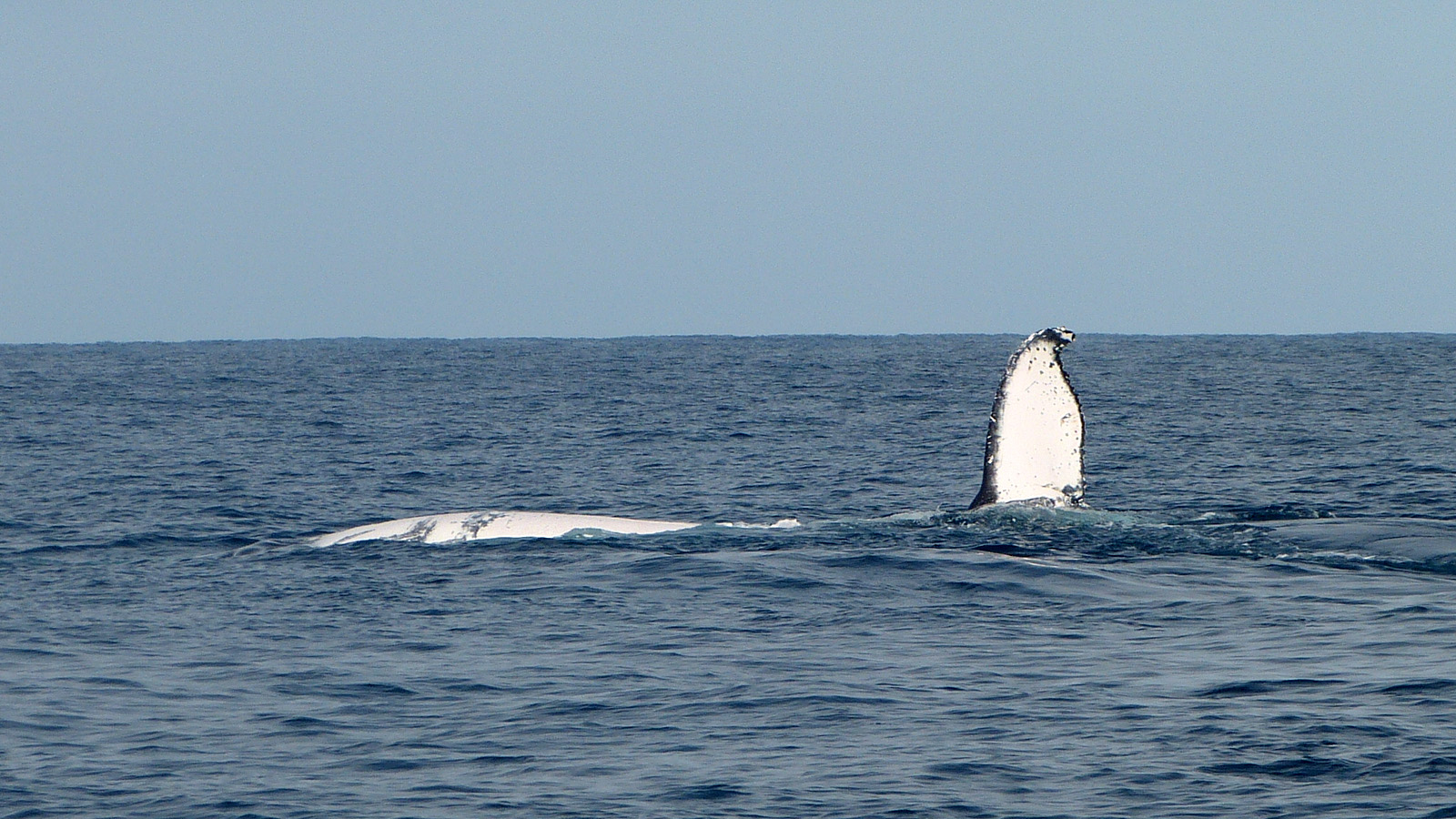 Humpback Whale, Ambolimailake